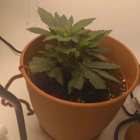 Cat scratch kush  growlog timeline photo