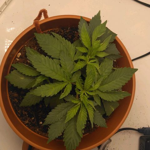 Cat scratch kush  growlog photo: Growing good and green it's healthy has some big flowering sites