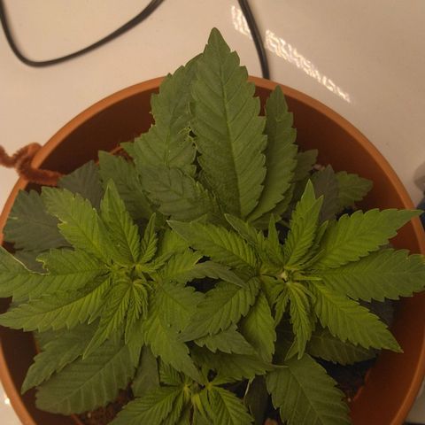 Cat scratch kush  growlog photo: Maybe a little bug going to have to spray some neem oil on it