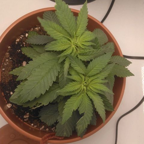 Cat scratch kush  growlog photo: Little to bushy but healthy 