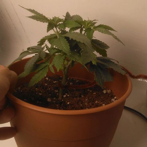 Cat scratch kush  growlog photo: Fluffy 