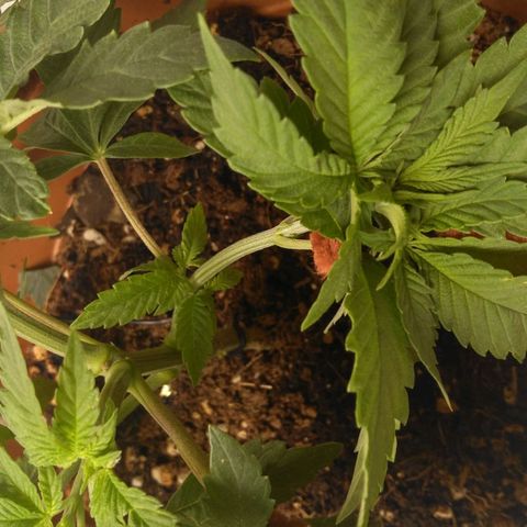 Cat scratch kush  growlog photo: No newts or anything today did some LST and trimming to make more light for the bud sites under the big flowers