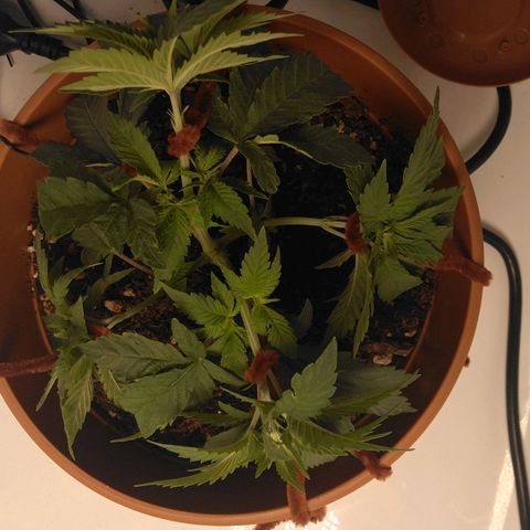 Cat scratch kush  growlog photo: No newts or anything today did some LST and trimming to make more light for the bud sites under the big flowers