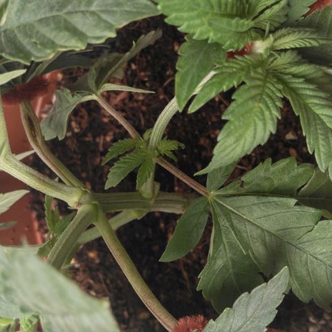 Cat scratch kush  growlog photo: No newts or anything today did some LST and trimming to make more light for the bud sites under the big flowers