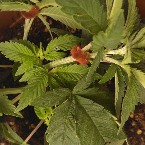 Cat scratch kush  growlog photo: No newts or anything today did some LST and trimming to make more light for the bud sites under the big flowers