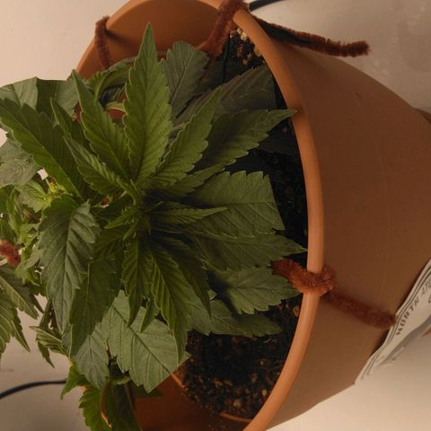 Cat scratch kush  growlog photo: No newts or anything today did some LST and trimming to make more light for the bud sites under the big flowers