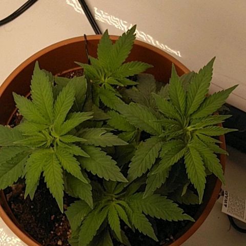 Cat scratch kush  growlog timeline photo