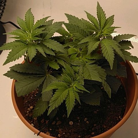 Cat scratch kush  growlog photo: No water or newts today pH is probably still high but she is loving it probably feed tomorrow 
