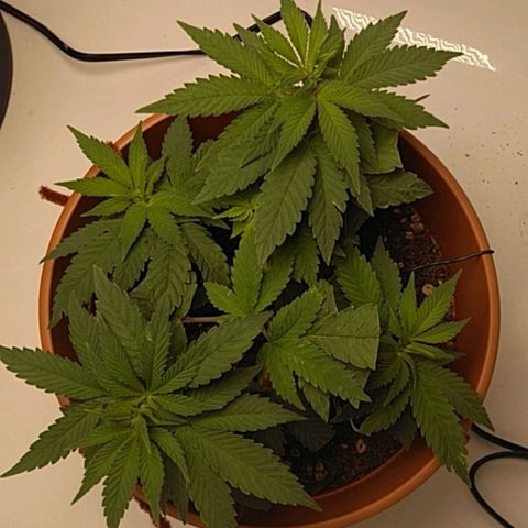 Cat scratch kush  growlog photo: Looking good everything is staying still have a little bug problem 