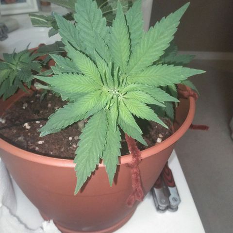 Cat scratch kush  growlog photo: Looking good everything is staying still have a little bug problem 