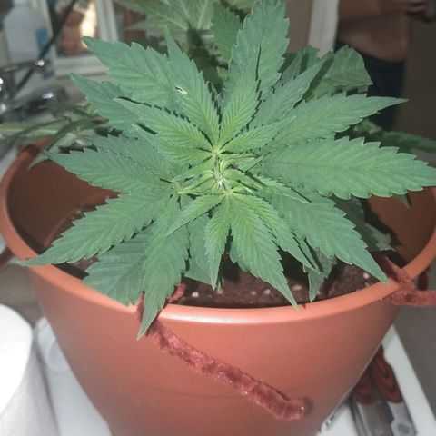 Cat scratch kush  growlog photo: Looking good everything is staying still have a little bug problem 