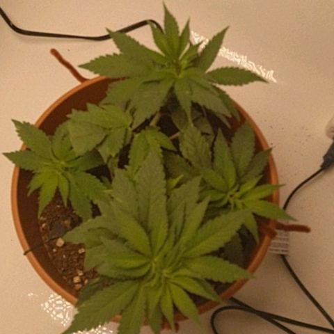 Cat scratch kush  growlog photo: Put some potassium tea on the top soil see what happens so far so good 