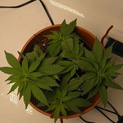 Cat scratch kush  growlog photo: Put some potassium tea on the top soil see what happens so far so good 