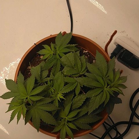 Cat scratch kush  growlog photo: Put some potassium tea on the top soil see what happens so far so good 