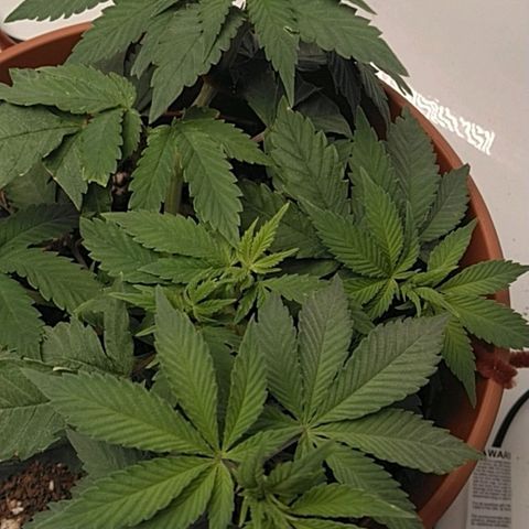 Cat scratch kush  growlog photo: Put some potassium tea on the top soil see what happens so far so good 