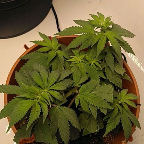 Cat scratch kush  growlog timeline photo