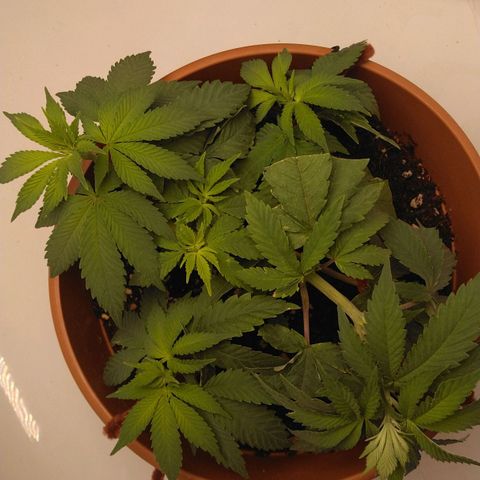 Cat scratch kush  growlog photo: Add newts balance pH level 
