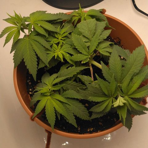 Cat scratch kush  growlog photo: Bugs
