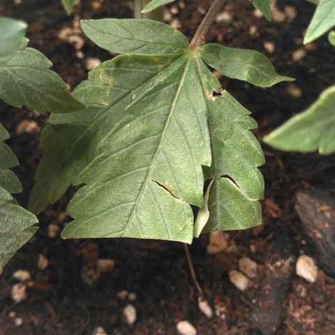 Cat scratch kush  growlog photo: Bugs