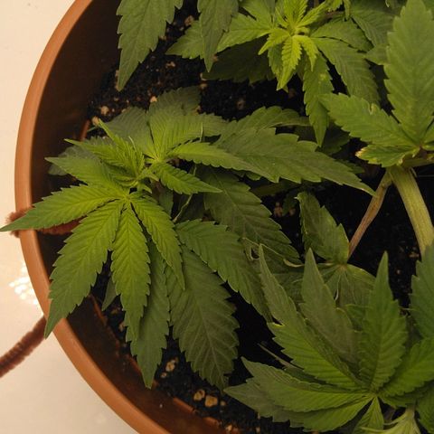 Cat scratch kush  growlog photo: Bugs