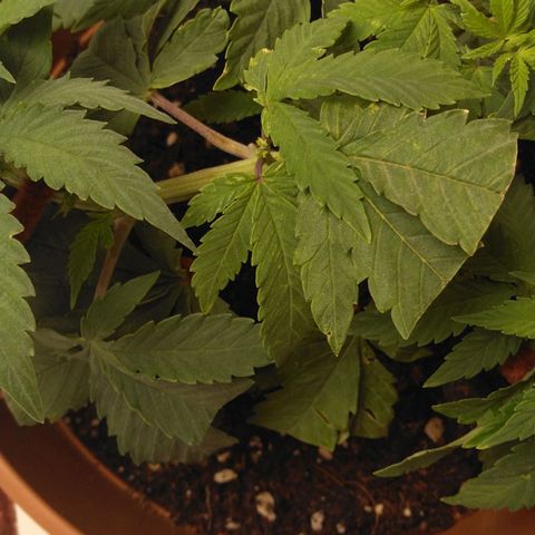Cat scratch kush  growlog photo: Bugs