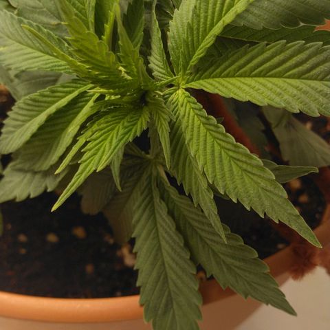 Cat scratch kush  growlog photo: Bugs