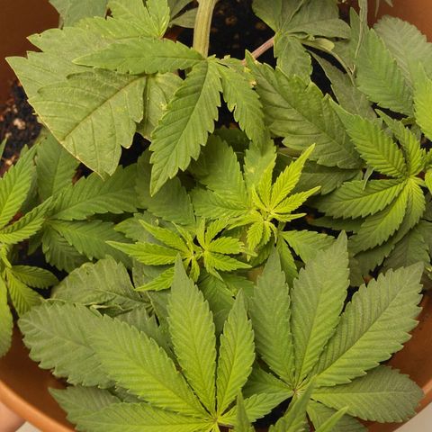 Cat scratch kush  growlog photo: Bugs