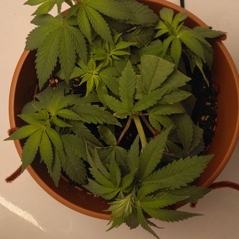 Cat scratch kush  growlog photo: Bugs