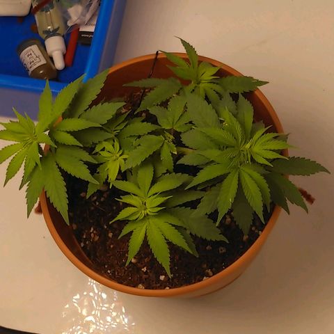 Cat scratch kush  growlog photo: Little yellow where flowering but looks healthy 