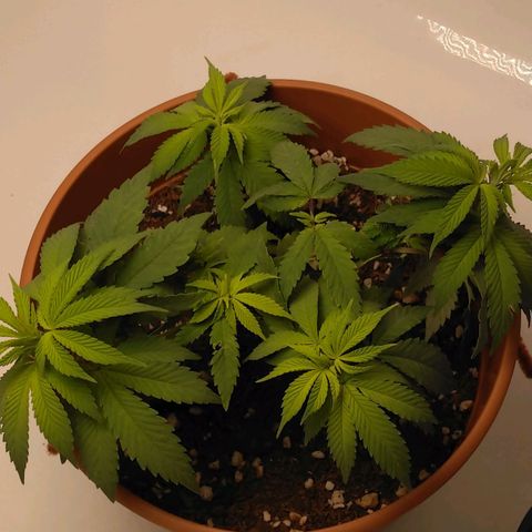 Cat scratch kush  growlog photo: Idk about the color being bright yellow it looks healthy and balanced 