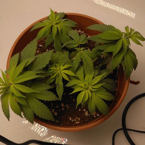 Cat scratch kush  growlog photo: Idk about the color being bright yellow it looks healthy and balanced 