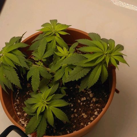 Cat scratch kush  growlog photo: Idk about the color being bright yellow it looks healthy and balanced 