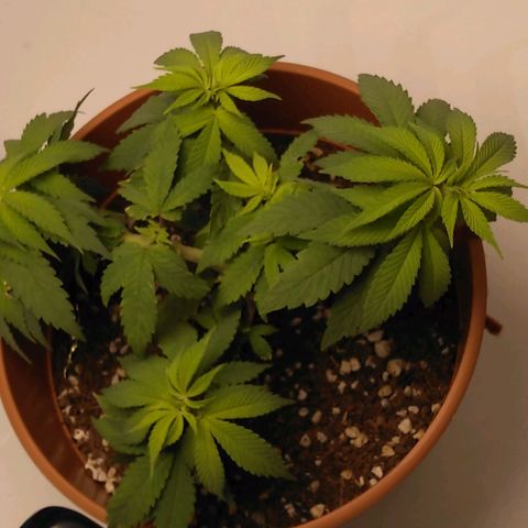 Cat scratch kush  growlog photo: Idk about the color being bright yellow it looks healthy and balanced 