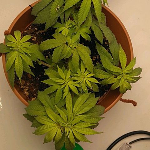 Cat scratch kush  growlog timeline photo