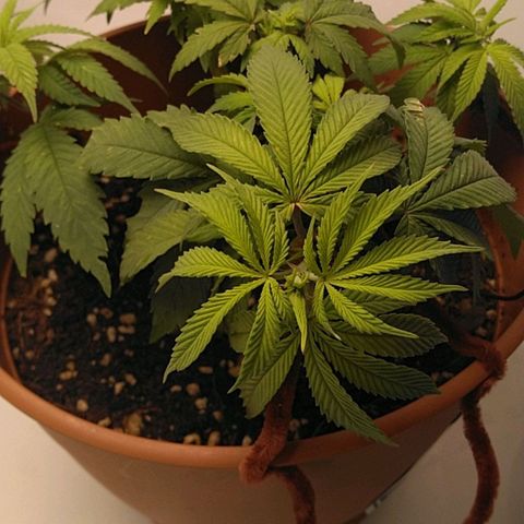 Cat scratch kush  growlog timeline photo