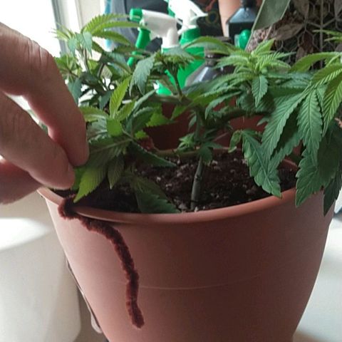 Cat scratch kush  growlog photo: It's not really growing tall just more and more sites and I am probably gonna have to transplant to a 5 gallon pot might have a few health issues but I think it looks good 