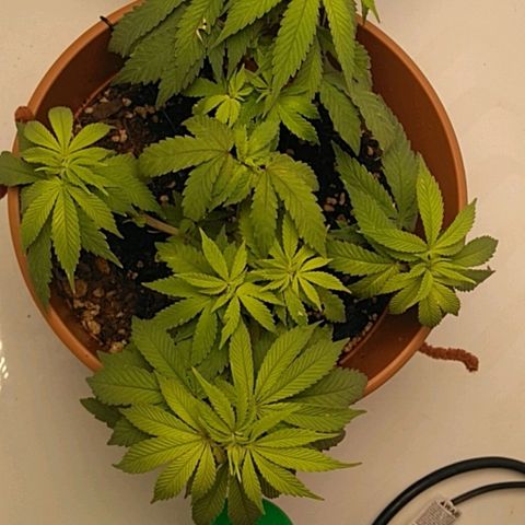 Cat scratch kush  growlog photo: It's not really growing tall just more and more sites and I am probably gonna have to transplant to a 5 gallon pot might have a few health issues but I think it looks good 
