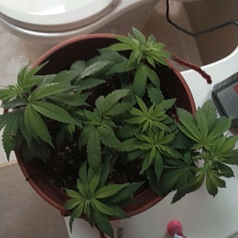 Cat scratch kush  growlog photo: It's not really growing tall just more and more sites and I am probably gonna have to transplant to a 5 gallon pot might have a few health issues but I think it looks good 