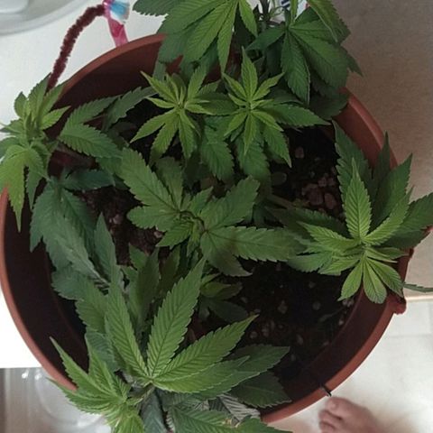 Cat scratch kush  growlog photo: It's not really growing tall just more and more sites and I am probably gonna have to transplant to a 5 gallon pot might have a few health issues but I think it looks good 