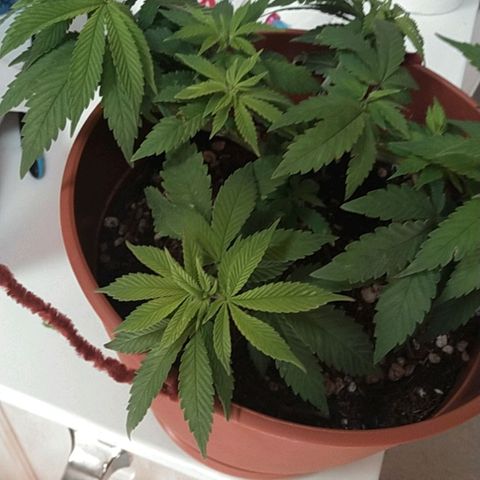 Cat scratch kush  growlog photo: It's not really growing tall just more and more sites and I am probably gonna have to transplant to a 5 gallon pot might have a few health issues but I think it looks good 