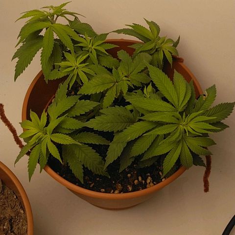 Cat scratch kush  growlog photo: It's not really growing tall just more and more sites and I am probably gonna have to transplant to a 5 gallon pot might have a few health issues but I think it looks good 