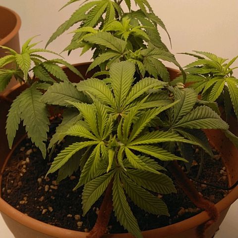 Cat scratch kush  growlog photo: It's not really growing tall just more and more sites and I am probably gonna have to transplant to a 5 gallon pot might have a few health issues but I think it looks good 
