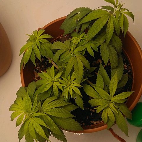 Cat scratch kush  growlog photo: It's not really growing tall just more and more sites and I am probably gonna have to transplant to a 5 gallon pot might have a few health issues but I think it looks good 