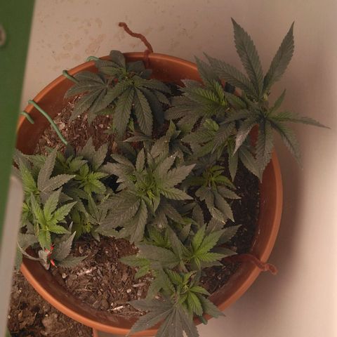 Cat scratch kush  growlog photo: Doing good gonna flip to flower sooner than later 