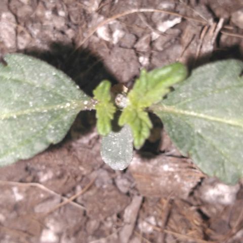 Auto Afghan Mass growlog timeline photo