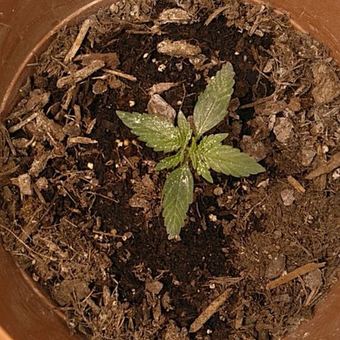 Green Poison growlog timeline photo