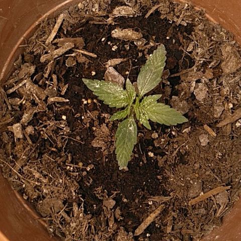 Green Poison growlog timeline photo