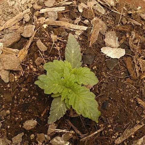 Auto Afghan Mass growlog timeline photo