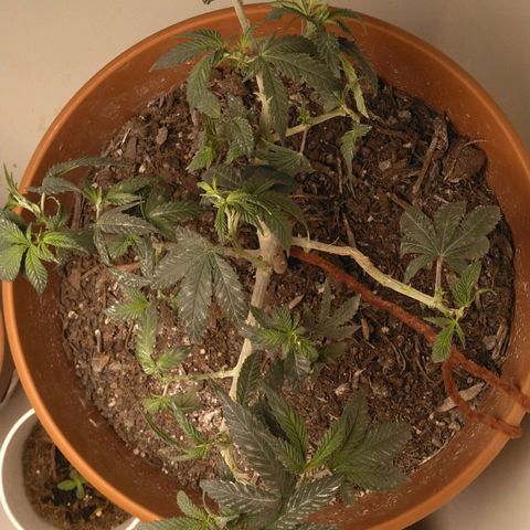 Cat scratch kush  growlog timeline photo