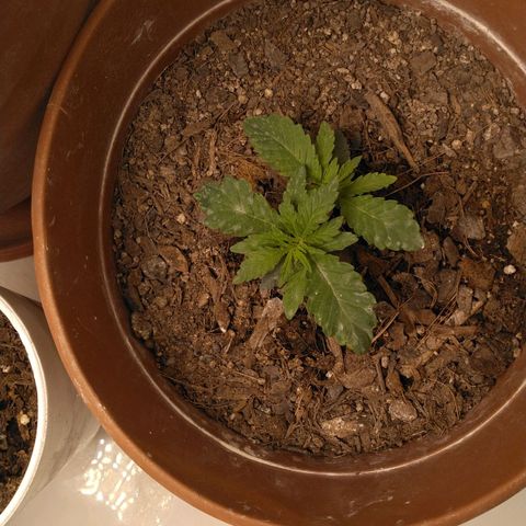 Auto Afghan Mass growlog timeline photo
